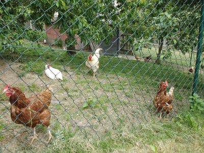 Ferienwohnung für 4 Personen in Schwarzenbach am Wald 7/10