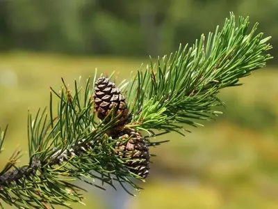 Ferienwohnung für 4 Personen (52 m²) in Schwarzenberg (Bregenzerwald) 9/10