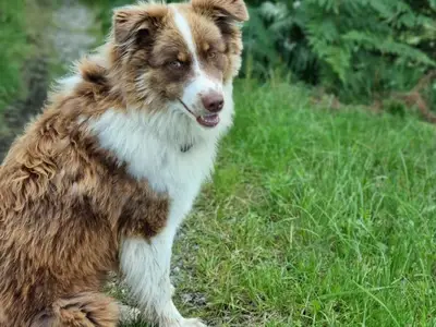 unser Hofhund Diego