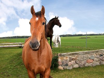 Reiten im Urlaub