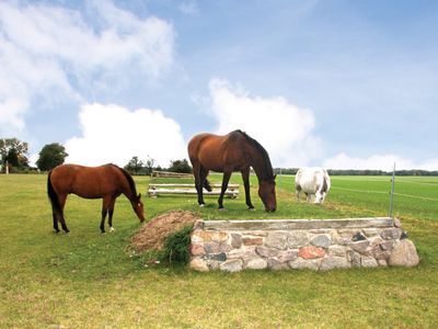 Pferde der Reitpension Behrens