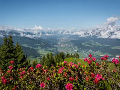 Hecher-Almrosen-©Silberregion-Karwendel