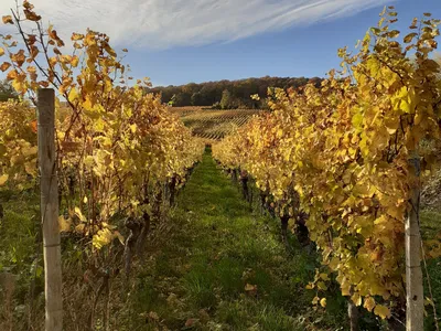 RebenHerbst