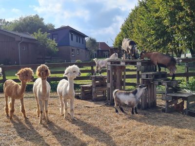 Ferienwohnung für 6 Personen (90 m²) in Schwienkuhl 8/10