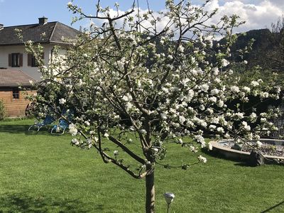 Frühling im Garten