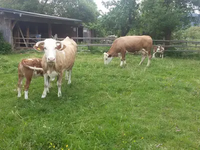 Unsere Tiere