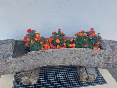 Sommerfreude