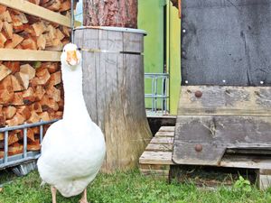 23844609-Ferienwohnung-4-Seefeld in Tirol-300x225-4