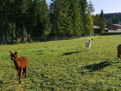 Ferienwohnung für 3 Personen (45 m²) in Seefeld in Tirol 8/10