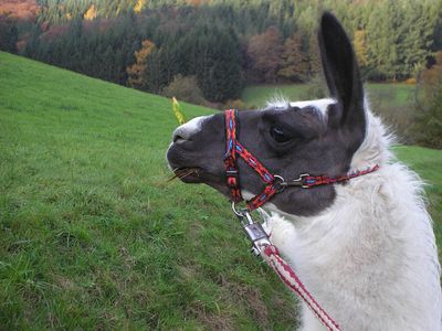 Mathilda beim Lamatrekking