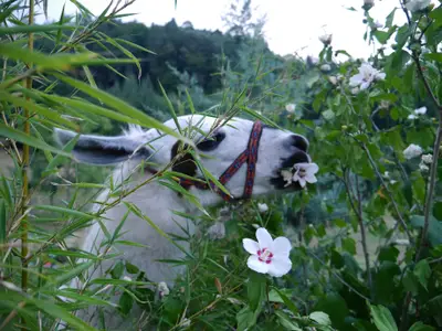 Rudi beim Blumen pflücken