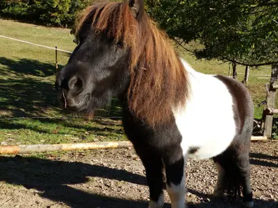 Der kleine freche Filou
