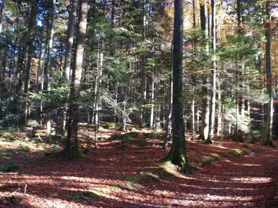 Unser "Zauberwald"