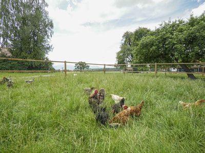 Tiere auf dem Hof