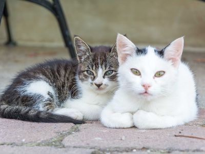 Katzen am Hof