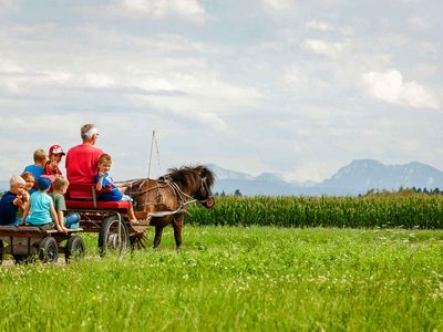 Tiere am Hof