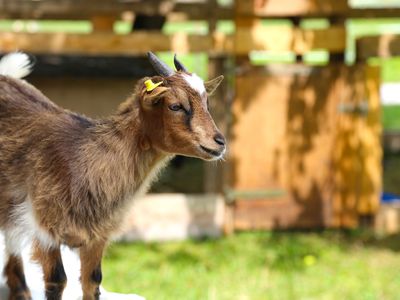 Tiere auf dem Hof