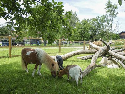 Tiere auf dem Hof