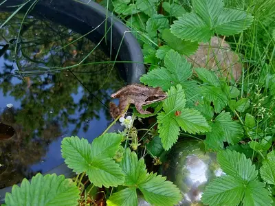 Froschkönig