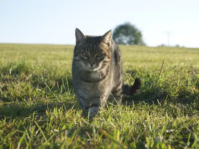 Hoftiere