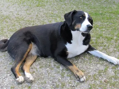 Hund