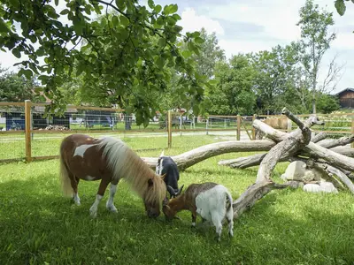 Tiere auf dem Hof