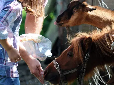 Tiere auf dem Hof