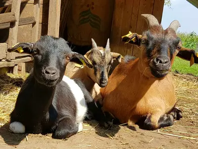 Tiere auf dem Hof