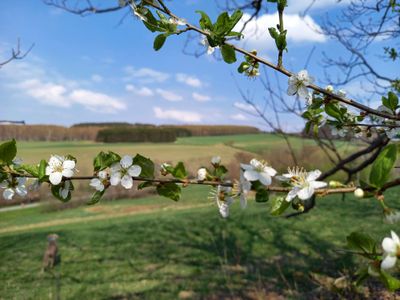 ferienw umgebung kirschblüten