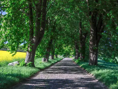 Allee-Straße in Süd-Ost-Rügen