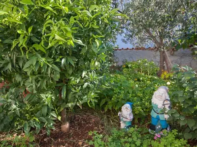 GardenSummer