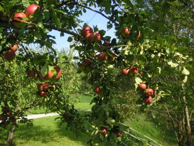 frische Äpfel vor dem Haus