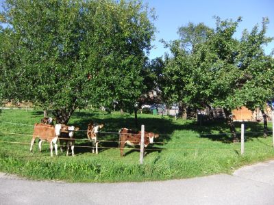 Obstanger mit Kälbchen