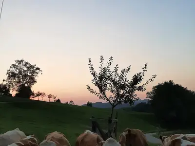 Kälber auf der Weide