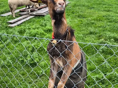 Die nachbarn haben Ziegen und Schafen