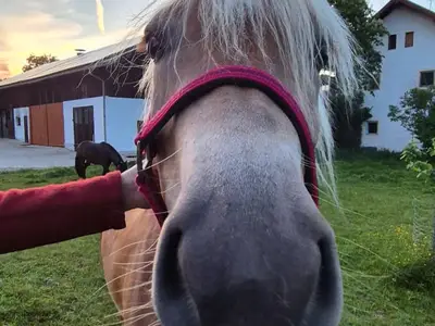 Es gibt Pferden in der Nähe