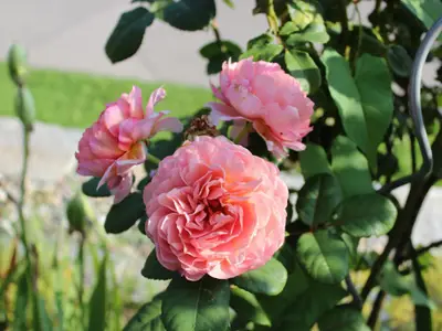 Duftende Rose
