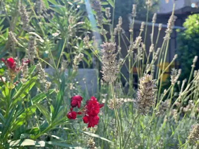Ferienwohnung für 3 Personen (35 m²) in Šilo 6/10