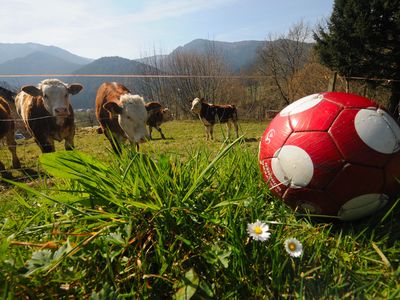 Trenklehof Kühe Fussball