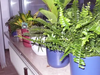 Blumenfensterbank Wohnzimmer