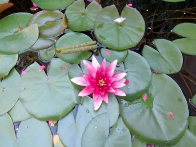 Ferienwohnung für 4 Personen (55 m²) in Siófok 3/10