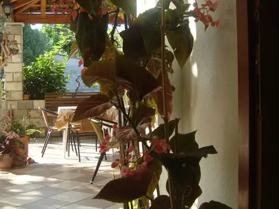 Ferienwohnung für 4 Personen in Slano 7/10