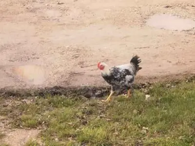 Ferienwohnung für 6 Personen (65 m²) in Smoljanac 5/10