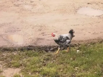 Ferienwohnung für 6 Personen (65 m²) in Smoljanac 6/10