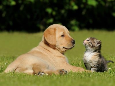 Hund und Katze