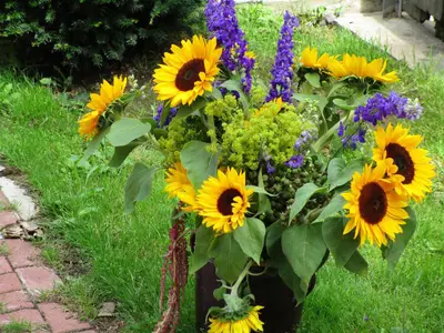 Sommer im Garten