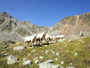 23852220-Ferienwohnung-3-Sölden (Tirol)-300x225-5