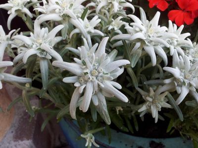 Edelweiss