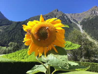 Sonneblumen