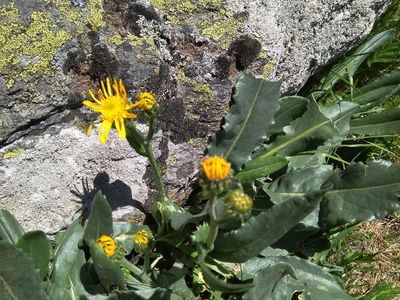 Alpine Schönheit